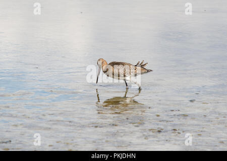 Nero-tailed godwit (Limosa limosa) guadare in acque poco profonde a caccia a Titchfield Haven Riserva Naturale Nazionale, REGNO UNITO Foto Stock