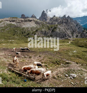 Gruppo di vacche su un pascolo verde di fronte a picchi di montagna nelle Dolomiti italiane, presa su un nuvoloso giorno d'estate, martedì 14 agosto 2018, Tre Cime Foto Stock