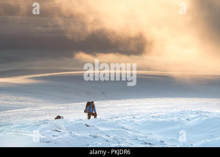 Un escursionista mette in pausa mentre si cammina attraverso la neve profonda sulle alte brughiere del Peak District in inverno. Foto Stock