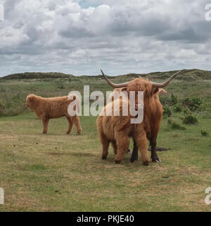 Illustrazione mostra Highland scozzesi vacca e vitello in Dune di Texel, lunedì 16 maggio 2016, Texel, Paesi Bassi. Foto Stock