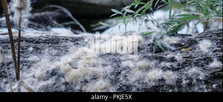 Morbide fibre di semi di pioppo bianco si accumulano sul terreno in un bosco di pianura alluvionale a Rusovce, Bratislava, Slovacchia Foto Stock