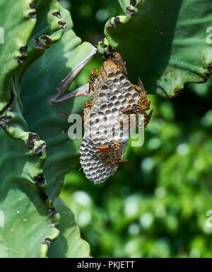 Carta comune Wasp (Polistes exclamans) costruire un nido su un cactus, San Juan Cosala, Jalisco, Messico Foto Stock