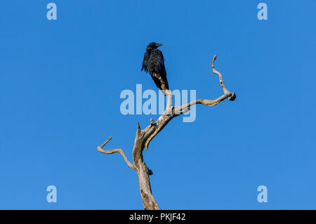 Carrion Crow (Corvus corone corone) appollaiate su l'albero morto Foto Stock