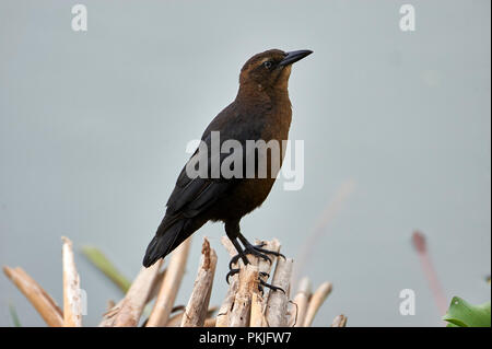 Grande femmina-tailed Grackle (Quiscalus mexicanus) foraggio lungo il bordo del lago Chapala, Jocotopec, Jalisco, Messico Foto Stock