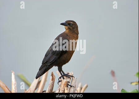 Grande femmina-tailed Grackle (Quiscalus mexicanus) foraggio lungo il bordo del lago Chapala, Jocotopec, Jalisco, Messico Foto Stock