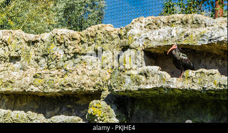 Nero calvo Ibis eremita uccello vicino nella sua parete di pietra nascondiglio Foto Stock