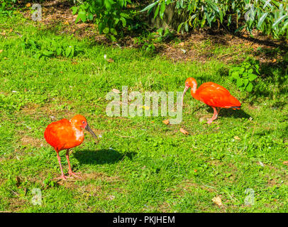 Due belle colorato ibis rosso scarlatto uccelli in piedi in erba Foto Stock