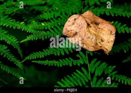 Brown golden morti caduti autumn leaf su un verde felce sfondo Foto Stock