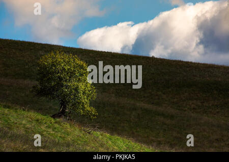 Albero solitario sul lato della collina su un nuvoloso giorno di autunno. incantevole sfondo naturale Foto Stock