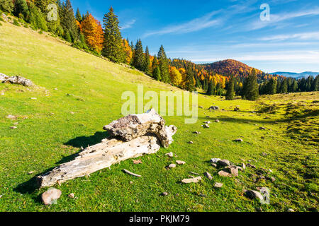 Log su di una collina erbosa nel Parco Naturale Apuseni. montagna con bosco di latifoglie in giallo fogliame in distanza. bellissimo paesaggio autunnale della Romania. Foto Stock