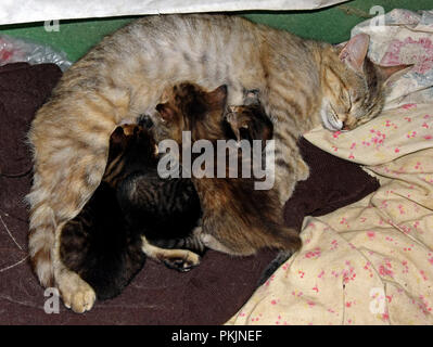 Un grigio tabby madre gatto allattava il quattro piccoli gattini Foto Stock