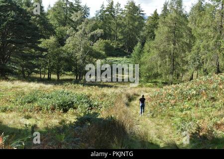 Lake District, UK. 14 Settembre, 2018. Un giovane rambler, 18, passeggiate nelle colline del Lake District inglese alla chiusura di un glorioso golden estate nel Regno Unito. L'estate è stata una delle più lunghe e più arido poiché il record estate 1976 in Gran Bretagna. La pedemontana del sud del Lake District sono sede di numerosi anicent boschi di quercia, carrello le vie e vecchi sentieri nel paese ondulato pezzata con la luce del sole. Credito Hickes M/Alamy News. Foto Stock