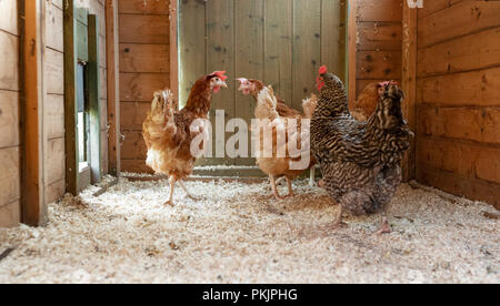 Ritirato le galline allevate in batteria nella loro nuova gamma gratuita gallina casa in Galles. Foto Stock