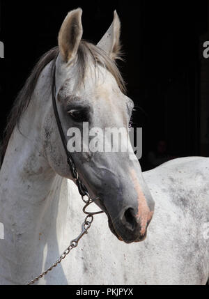 Ritratto di un bianco andaluso cavallo PRE Foto Stock