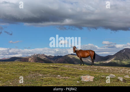 Semi-selvaggi cavalli del Kirghizistan su 3,332m Jyrgalan Pass, Loop Keskenkyia trek, Jyrgalan, Kirghizistan Foto Stock
