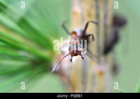 Aggressivo ant. Il Parco Nazionale del Gran Paradiso Foto Stock