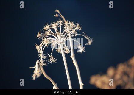 Kalinchowk viaggio Nepal Foto Stock