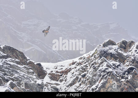 Gipeto (Gypaetus barbatus) battenti e stambecchi (Capra ibex). Il Parco Nazionale del Gran Paradiso Foto Stock