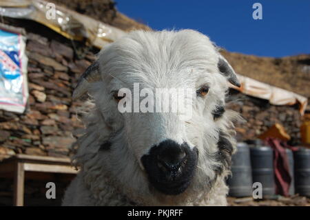 Kalinchowk viaggio Nepal Foto Stock