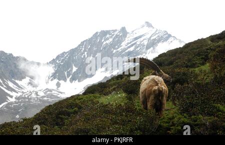 Un maschio di stambecco (Capra ibex) e il Gran Paradiso massiccio del ghiacciaio, il Parco Nazionale del Gran Paradiso Foto Stock