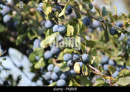 Splendido piccolo prugne dolci e succose coperte come cordone susino nell'autunno del giardino Foto Stock