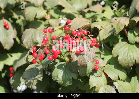 Rosso brillante mature juicy berry dolce di biancospino selvatico appendere su albero in giorno di autunno caldo Foto Stock