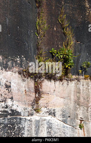 Sydney Australia, close-up di piante che crescono in modo Tarpeian roccia Foto Stock