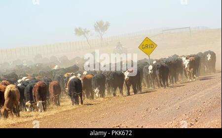 Donna sulla moto quad, coperto di polvere e assistita da cani di lavoro, droving bovini lungo percorsi di stock e outback strade durante la siccità in Australia Foto Stock
