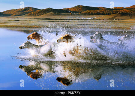 Nella provincia di Hebei,Bashang Foto Stock