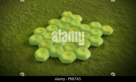 3D illustrazione di un acinetobacter baumannii Foto Stock