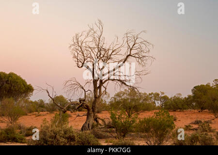 Outback australiano paesaggio all'alba con albero morto stagliano contro sky al Lago Bindegolly Parco Nazionale in Queensland Foto Stock