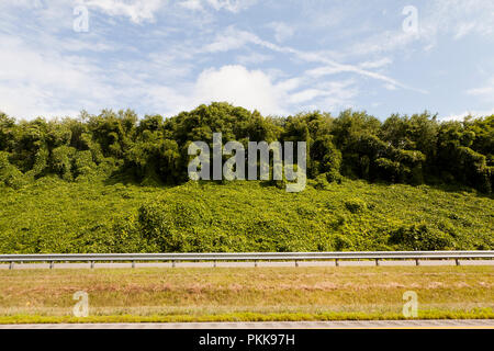 Kudzu, aka giapponese (arrow-root Pueraria montana) crescita di strada - Tennessee USA Foto Stock