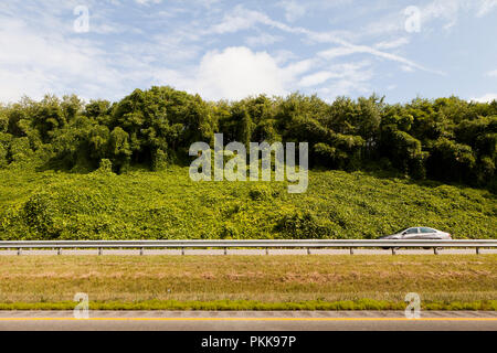 Kudzu, aka giapponese (arrow-root Pueraria montana) crescita di strada - Tennessee USA Foto Stock