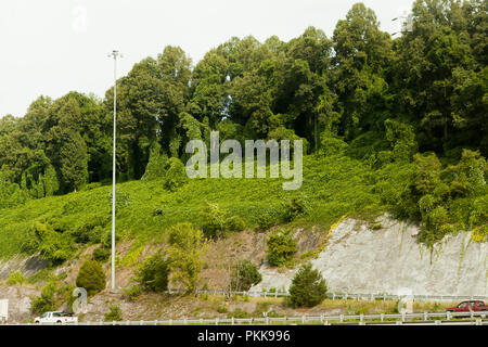 Kudzu, aka giapponese (arrow-root Pueraria montana) crescita di strada - Tennessee USA Foto Stock