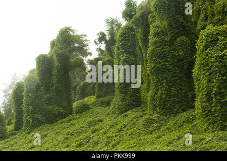 Kudzu, aka giapponese (arrow-root Pueraria montana), che cresce su alberi - Tennessee USA Foto Stock