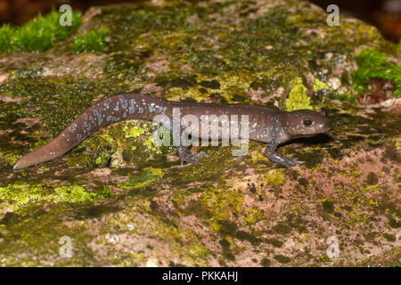 Il Jefferson salamander su una colorata rock - Ambystoma jeffersonianum Foto Stock