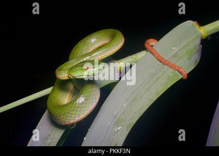 A Sabah Rattlesnakes (Trimeresurus sabahi sabahı) nella foresta di notte in Mount Kinabalu National Park, a Sabah, Est Malesia, Borneo Foto Stock