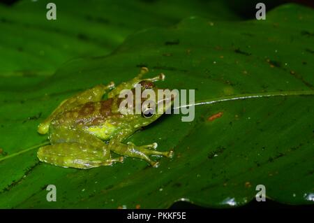 Un verde-spotted piede-contrassegno di rana (tuberilinguis Staurois) su una foglia di notte nel Parco Kinabalu, Sabah, Malaysia orientale, Borneo Foto Stock