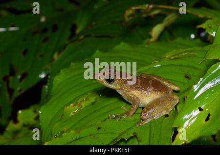 Un verde-spotted piede-contrassegno di rana (tuberilinguis Staurois) su una foglia di notte nel Parco Kinabalu, Sabah, Malaysia orientale, Borneo Foto Stock