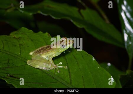 Un verde-spotted piede-contrassegno di rana (tuberilinguis Staurois) su una foglia di notte nel Parco Kinabalu, Sabah, Malaysia orientale, Borneo Foto Stock