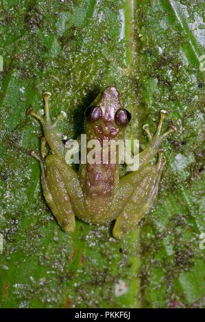 Un verde-spotted piede-contrassegno di rana (tuberilinguis Staurois) su una foglia di notte nel Parco Kinabalu, Sabah, Malaysia orientale, Borneo Foto Stock