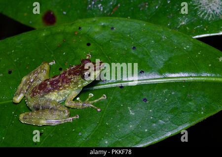 Un verde-spotted piede-contrassegno di rana (tuberilinguis Staurois) su una foglia di notte nel Parco Kinabalu, Sabah, Malaysia orientale, Borneo Foto Stock