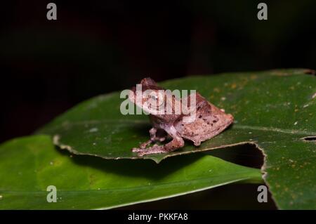 Un Golden-gambe Rana Bush (aurantium Philautus gunungensis) su una foglia di notte nel Parco Kinabalu, Sabah, Malaysia orientale, Borneo Foto Stock