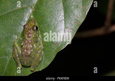 Un verde-spotted piede-contrassegno di rana (tuberilinguis Staurois) su una foglia di notte nel Parco Kinabalu, Sabah, Malaysia orientale, Borneo Foto Stock