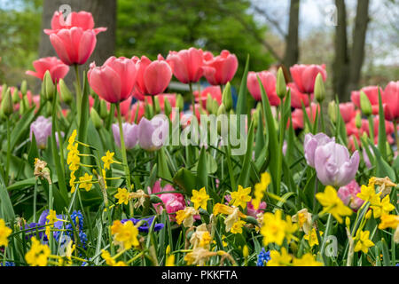 Paesi bassi,Lisse,l'Europa, un vaso riempito con fiori viola Foto Stock