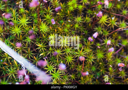 Straordinaria erba. Erba sotto forma di un albero di Natale. La fotografia macro di erba. Background e texture di erba. Foto Stock