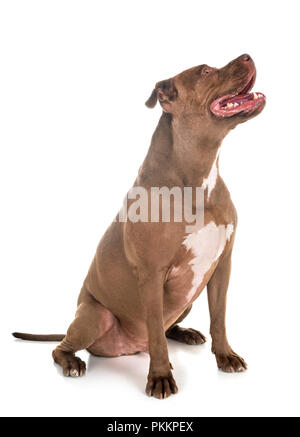 Pitbull Red Nose davanti a uno sfondo bianco Foto Stock