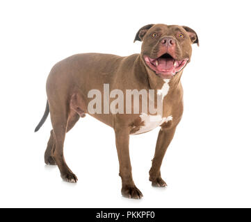 Pitbull Red Nose davanti a uno sfondo bianco Foto Stock