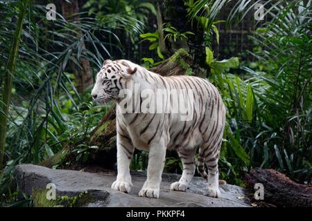 Majestic White Tiger Foto Stock