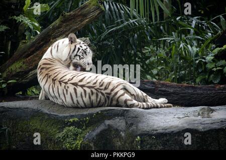 Majestic White Tiger Foto Stock